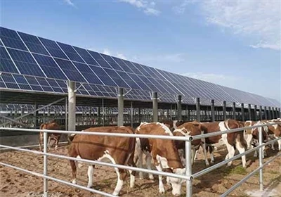 Agrivoltaics To Shade Cows